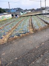 팜모닝 마늘·영농일지 게시글 이미지