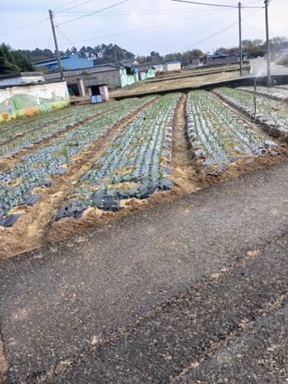 최유순님의 마늘 · 영농일지 작성글 사진