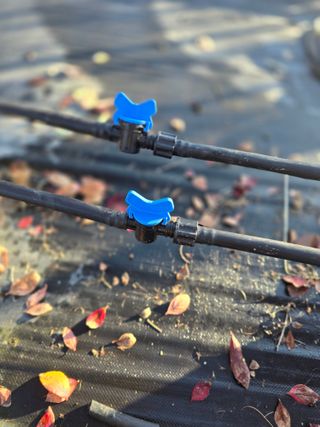 축복농장님의 블루베리 · 영농일지 작성글 사진