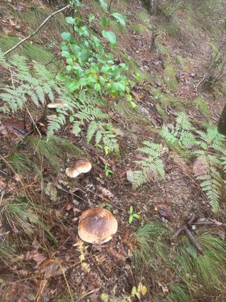 무주설천면 반딧팝님의 기타작물 · 영농일지 작성글 사진