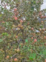 팜모닝 사과·영농일지 게시글 이미지