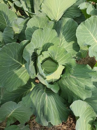 초보농부님의 배추 · 영농일지 작성글 사진