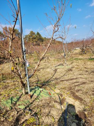 박성호(한복)님의 복숭아 · 영농일지 작성글 사진