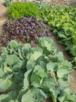 초보농부님의 배추 · 영농일지 작성글 사진