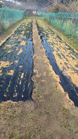 팜모닝 기타작물·영농일지 게시글 이미지