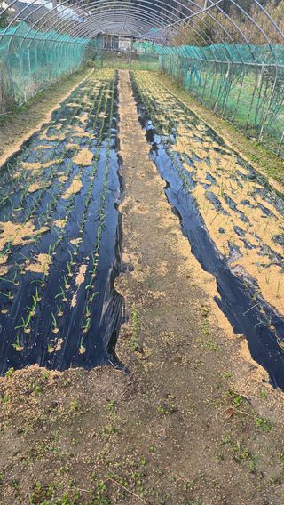 가야산아래촌농님의 기타작물 · 영농일지 작성글 사진