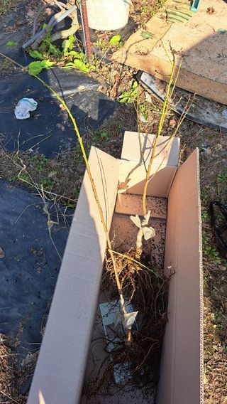 주윤발이님의 복숭아 · 영농일지 작성글 사진