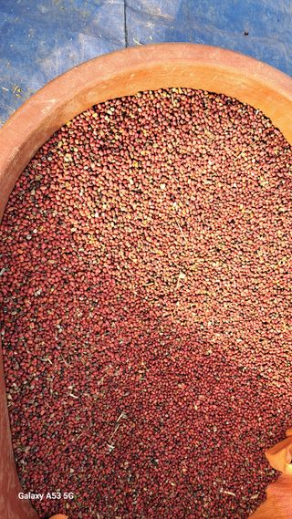 조연만님의 기타작물 · 영농일지 작성글 사진