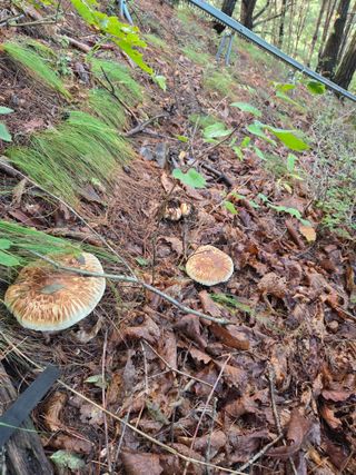 무주설천면 반딧팝님의 기타작물 · 영농일지 작성글 사진