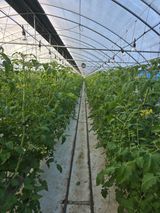 팜모닝 토마토·영농일지 게시글 이미지