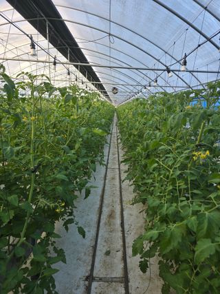 김호진님의 토마토 · 영농일지 작성글 사진