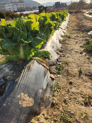 김영숙님의 배추 · 영농일지 작성글 사진