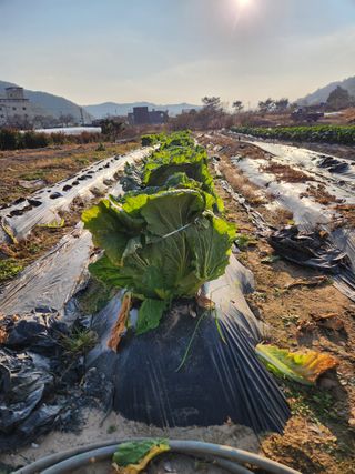 김영숙님의 배추 · 영농일지 작성글 사진
