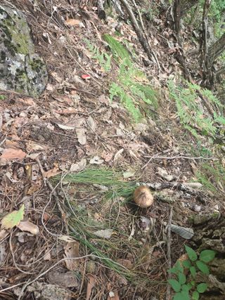 무주설천면 반딧팝님의 기타작물 · 영농일지 작성글 사진