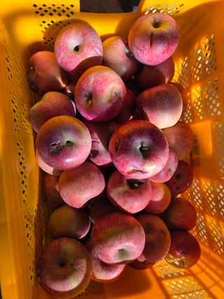 민원기님의 기타작물 · 영농일지 작성글 사진