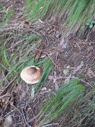 무주설천면 반딧팝님의 기타작물 · 영농일지 작성글 사진