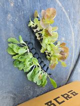 팜모닝 배추·영농일지 게시글 이미지