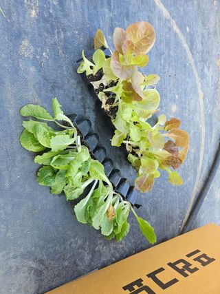 김인수님의 배추 · 영농일지 작성글 사진