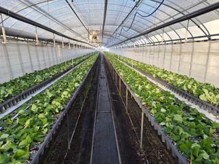 안병찬님의 딸기 · 영농일지 작성글 사진