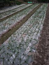 팜모닝 기타작물·영농일지 게시글 이미지