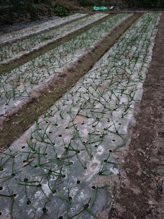 동길니우스님의 기타작물 · 영농일지 작성글 사진