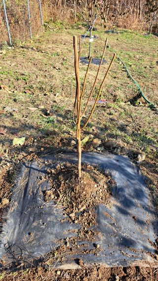 주윤발이님의 감 · 영농일지 작성글 사진