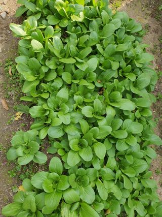 초보농부님의 배추 · 영농일지 작성글 사진