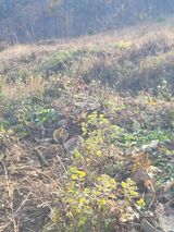 팜모닝 기타작물·영농일지 게시글 이미지