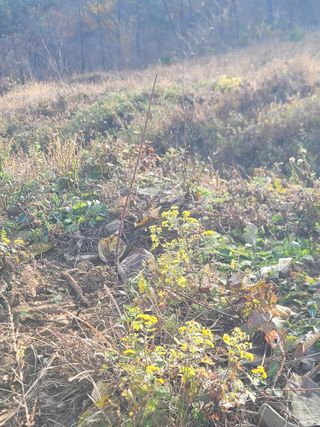 서성환님의 기타작물 · 영농일지 작성글 사진