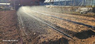 장용선 사진작가농부님의 마늘 · 영농일지 작성글 사진