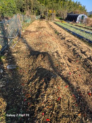 덕포킴님의 고추 · 영농일지 작성글 사진