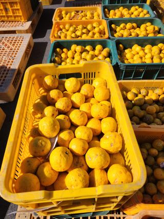 고흥거금도농부님의 기타작물 · 영농일지 작성글 사진