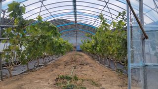 김홍중님의 기타작물 · 영농일지 작성글 사진