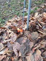 팜모닝 기타작물·영농일지 게시글 이미지