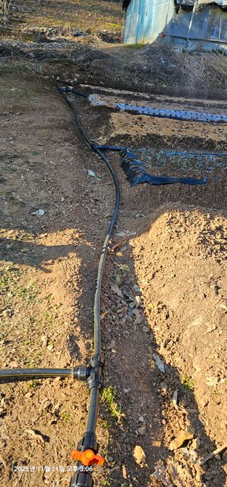 장용선 사진작가농부님의 마늘 · 영농일지 작성글 사진