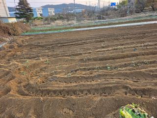 이진기님의 기타작물 · 영농일지 작성글 사진