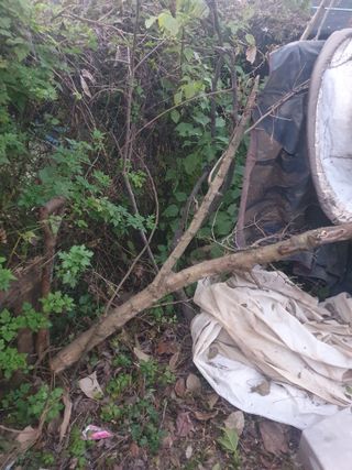 이영준님의 기타작물 · 영농일지 작성글 사진