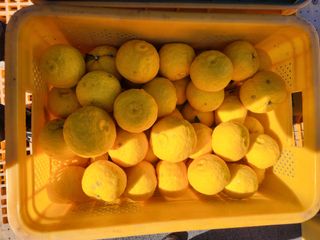 고흥거금도농부님의 기타작물 · 영농일지 작성글 사진