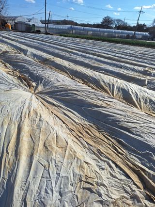 마늘25328님의 기타작물 · 영농일지 작성글 사진