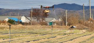 조성현님의 양파 · 영농일지 작성글 사진
