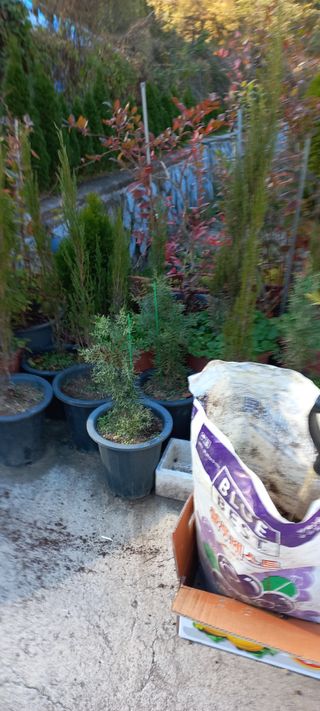 정석채님의 블루베리 · 영농일지 작성글 사진