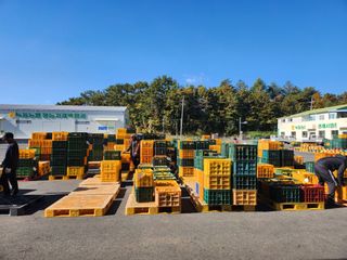 고흥거금도농부님의 기타작물 · 영농일지 작성글 사진