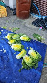 팜모닝 기타작물·영농일지 게시글 이미지