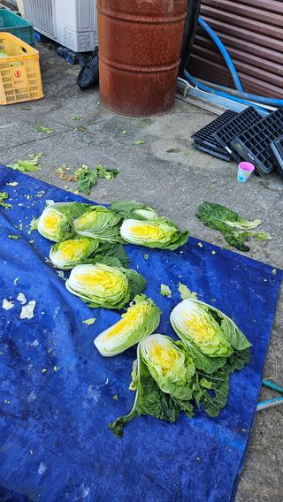 이순정님의 기타작물 · 영농일지 작성글 사진