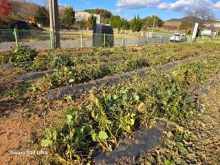 심기정님의 콩 · 영농일지 작성글 사진