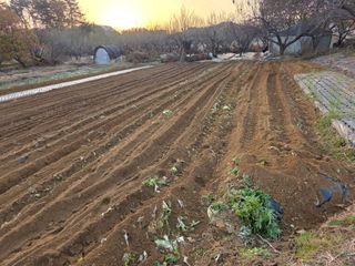 이진기님의 기타작물 · 영농일지 작성글 사진