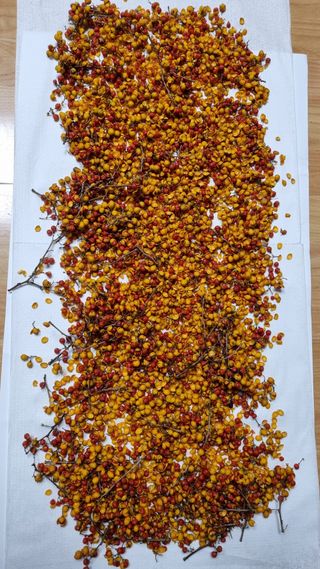 김지철님의 기타작물 · 영농일지 작성글 사진