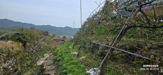 달맛햇복숭아농원님의 복숭아 · 영농일지 작성글 사진