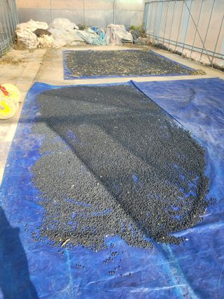 신승철님의 콩 · 영농일지 작성글 사진