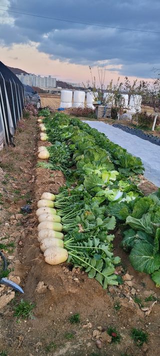 살구15128님의 기타작물 · 영농일지 작성글 사진